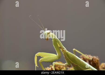 La mante religieuse femelle religios. Les insectes prédateurs mantis Banque D'Images