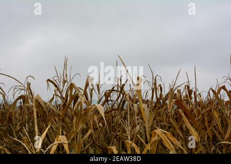 Un champ de maïs séché en automne Banque D'Images
