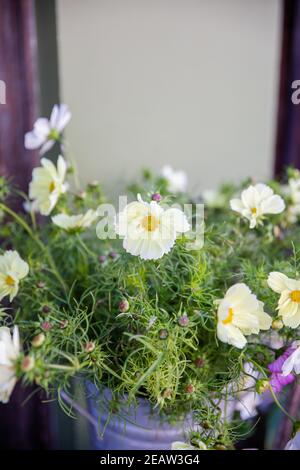 Fleurs colorées dans un seau en métal de près Banque D'Images