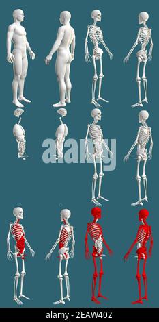 12 en 1, corps masculin avec squelette et organes internes - concept de physiologie colorée pour les soins de santé - numérique détail médical 3D illustration isolée Banque D'Images