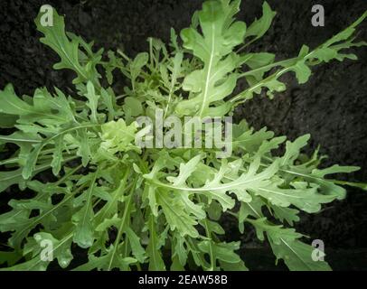 De jeunes plantes d'arugula poussent dans le sol. Banque D'Images