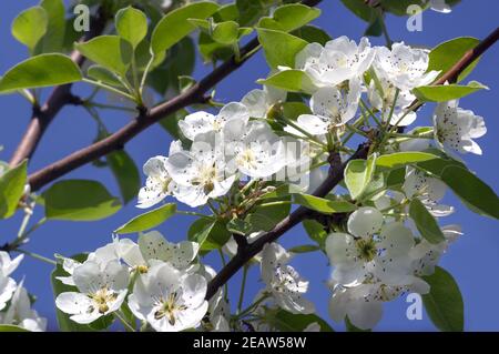 Une succursale d'une poire en fleurs sur fond de ciel bleu. Banque D'Images