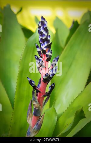 Pointe de fleur verticale poussant sur un bromélid Banque D'Images