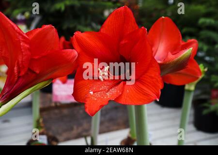 Têtes de fleurs d'amaryllis rouges en pleine fleur Banque D'Images