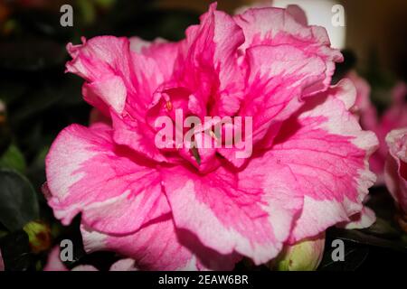 Gros plan d'une fleur d'azalée rose Banque D'Images