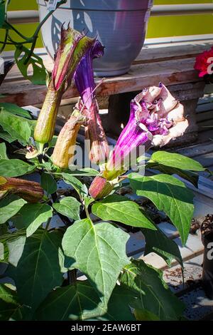 Maison de Datura avec des fleurs à différents stades Banque D'Images