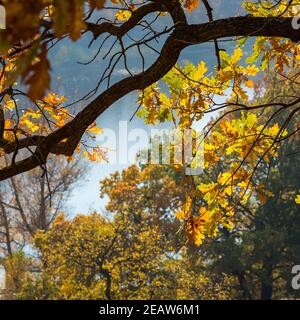 Belles branches de chêne d'automne avec feuilles. Forêt d'automne Banque D'Images