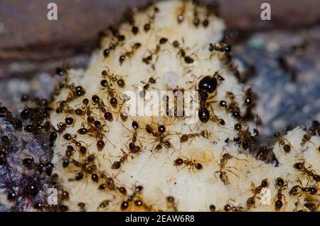 Argentine fourmis Linepitema Humile se nourrissant sur des restes de nourriture. Banque D'Images