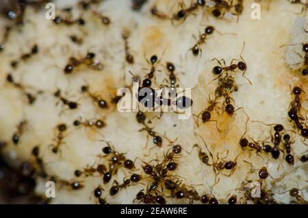Argentine fourmis Linepitema Humile se nourrissant sur des restes de nourriture. Banque D'Images