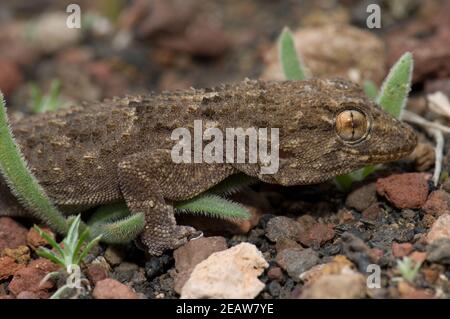 East Canary gecko Tarentola angustimentalis. Banque D'Images