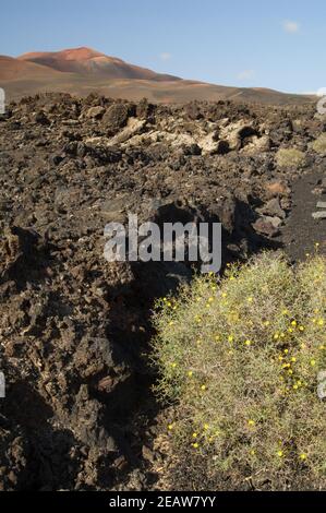 Paysage volcanique dans le parc national de Timanfaya. Banque D'Images