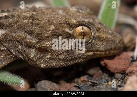 East Canary gecko Tarentola angustimentalis. Banque D'Images