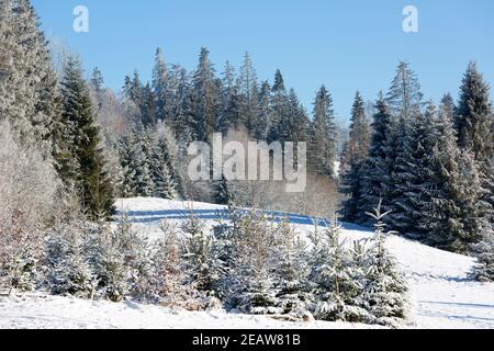 Paysage d'hiver dans les montagnes, arbres enneigés, Parc national de Gorce, Pologne Banque D'Images