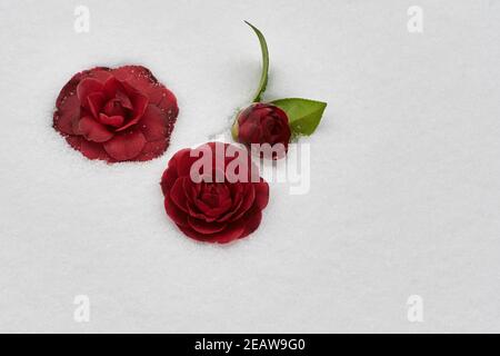 Vue de dessus de trois roses rouges en fleurs couvertes de haut neige en hiver Banque D'Images