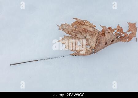 Vieille feuille d'érable sèche sur la neige. Arrière-plan de la nature d'hiver. Photo de haute qualité Banque D'Images