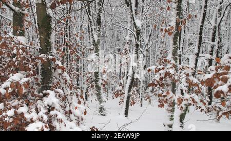 Forêt d'hiver dans la nature préserver Sauerland-Rothaargebirge avec des arbres enneigés Banque D'Images