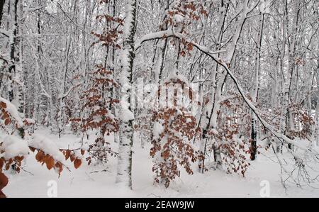 Forêt d'hiver dans la nature préserver Sauerland-Rothaargebirge avec des arbres enneigés Banque D'Images