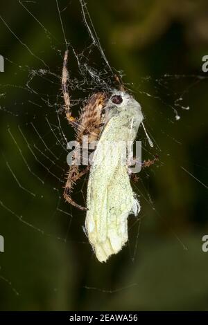 Araignée de jardin commune avec un papillon blanc de chou qu'elle a pris dans son web Banque D'Images