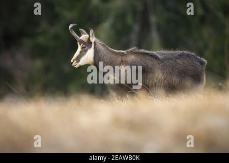 En danger tatra chamois marchant sur l'herbe sèche dans la nature d'automne Banque D'Images