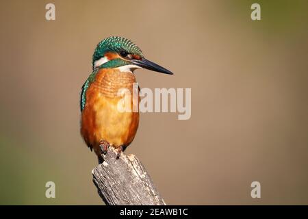 kingfisher commun assis sur la branche en été nature Banque D'Images