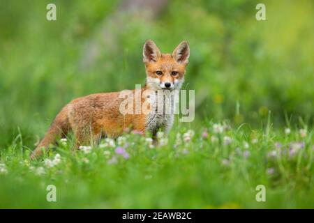 Jeune renard roux debout sur la prairie en été nature Banque D'Images
