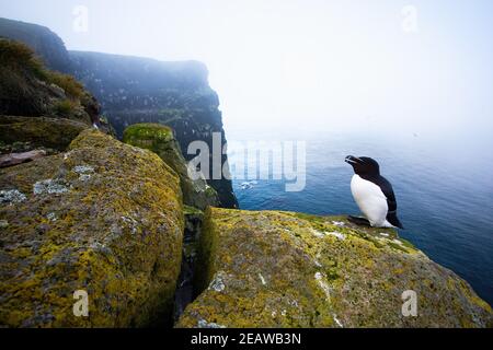 Razorbill se tenant dans son environnement naturel de bord de mer avec l'espace de copie. Banque D'Images