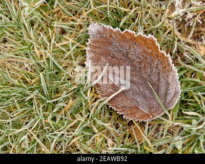 le givre sur les feuilles tombées en hiver Banque D'Images