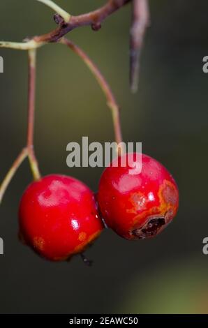 Les hanches du chien se sont roses. Banque D'Images