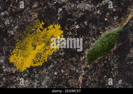 Lichen et mousse. Banque D'Images