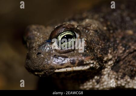 Crapaud commun Bufo bufo. Banque D'Images