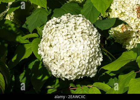 L'Hydrangea arborescens 'Annabelle' Banque D'Images