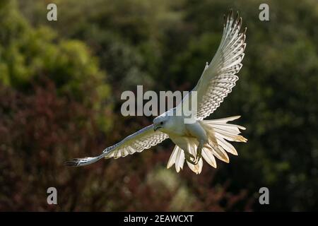 Gyrfalcon (Falco rusticolus) un oiseau de faucon blanc Banque D'Images