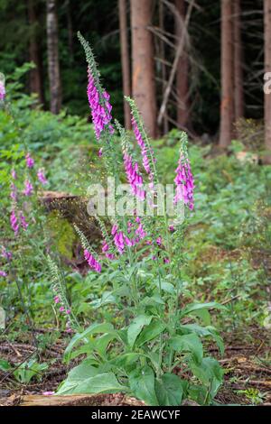 Le thimble rose se dresse dans un défrichement dans la forêt. Banque D'Images