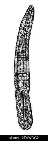 Trichinae de muscle jeune (Trichinella spiralis) avant le début du déploiement. Illustration du 19e siècle. Allemagne. Arrière-plan blanc. Banque D'Images