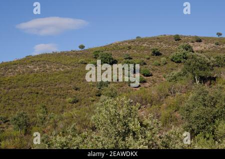 Paysage dans le parc national de Monfrague. Banque D'Images