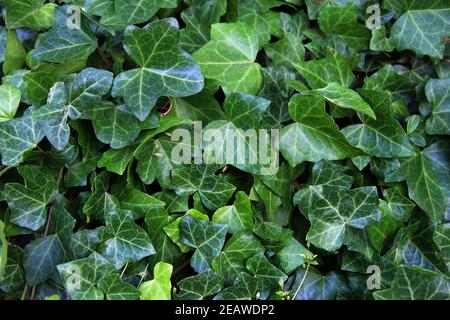 Fond vert naturel de Hedera Helix. Texture des feuilles de lierre Banque D'Images