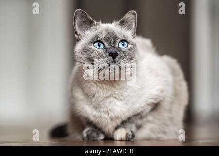 Chat gris plus âgé avec yeux bleu perçant, pose sur parquet, gros plan faible profondeur de champ photo Banque D'Images