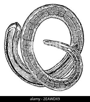 trichinella musculaire (Trichinella spiralis) retirée de la capsule. Illustration du 19e siècle. Allemagne. Arrière-plan blanc. Banque D'Images