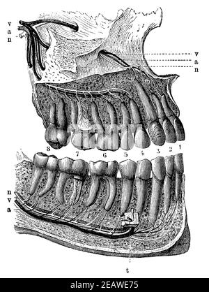 Dents humaines dont les racines sont élevées pour montrer l'entrée des nerfs et des vaisseaux sanguins. Illustration du 19e siècle. Allemagne. Arrière-plan blanc. Banque D'Images