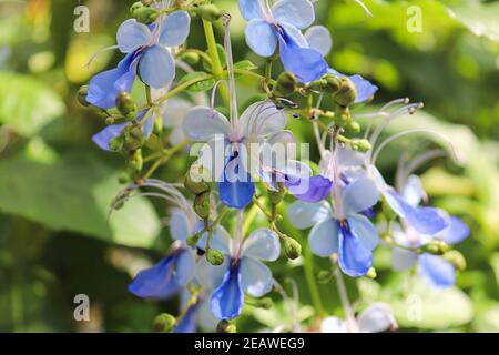 Gros plan sur les fleurs du buisson bleu Banque D'Images