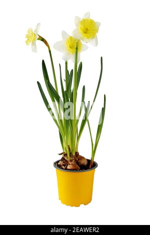 Maison de Daffodil. Narcisse fleurit dans le pot jaune. Plante bulbeuse à ressort isolée sur blanc. Banque D'Images