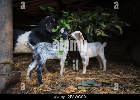 Chèvres se nourrissant sur les feuilles dans un stable. Pokhara. Népal. Banque D'Images