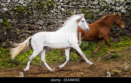 Cheval de Lusitano, courant libre sur le paddock, galopant avec la manie dans le vent. Banque D'Images