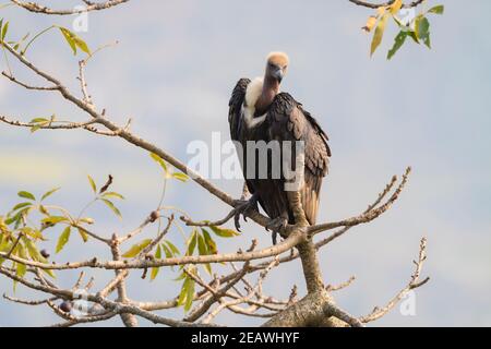 Vulture à rumpes blanches (Gyps bengalensis) perchée sur l'arbre. Népal. Banque D'Images