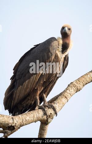 Vulture à rumpes blanches (Gyps bengalensis) perchée sur l'arbre. Népal. Banque D'Images