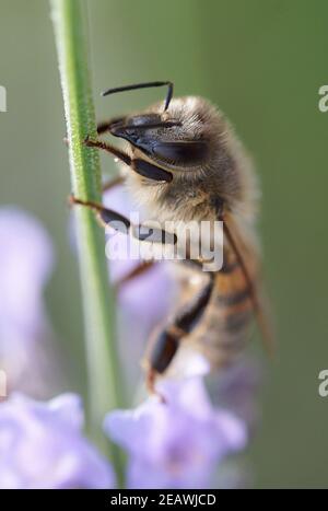 APIs mellifera, photo macro de l'abeille européenne assise sur la fleur de lavande Banque D'Images