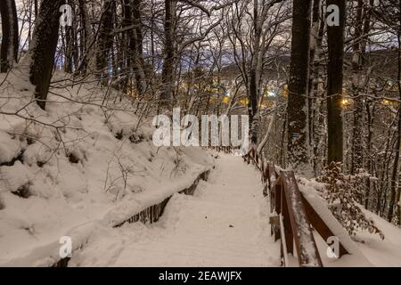 Bois en hiver avec neige dans le parc d'Oliwa, Gdansk. Lumières de la vieille ville en arrière-plan. Pologne. Banque D'Images