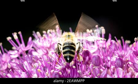 Capture en mouvement d'une abeille survolant une fleur d'oignon perlé violet. Belle couleur pourpre et détails de la fleur. Abeille volant loin de l'appareil photo Banque D'Images