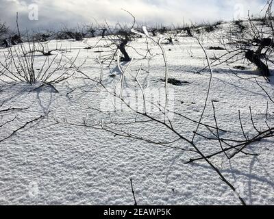 Vignoble enneigé en hiver Banque D'Images