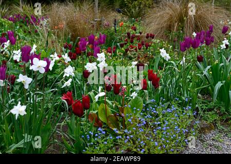 narcisse glace polaire, narcisse carillons d'argent, tulipa violet rêve, tulipa recreido, tulipa durable amour, tulipa orange ballerine,allium,alliums,tulipe,tulipe Banque D'Images